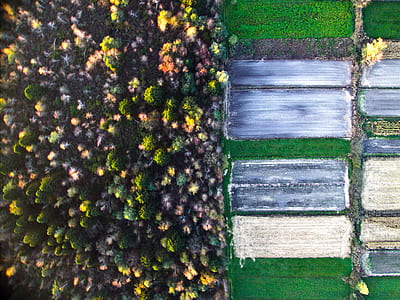 high-angle photography of green cacti garden thumbnail