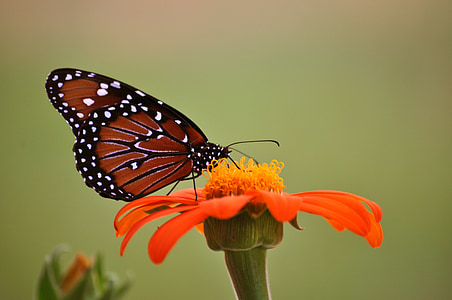 butterfly perching on orange flower during daytime thumbnail