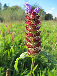 Prunella Vulgaris, Common Self-Heal thumbnail
