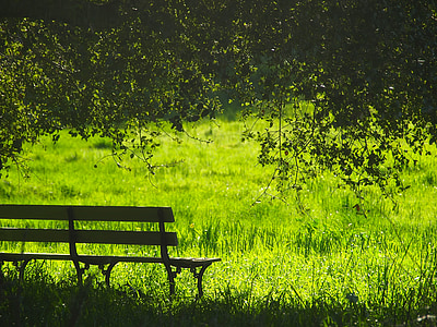 empty wooden park bench on field of grass thumbnail