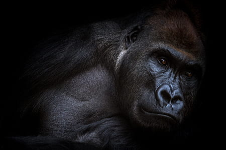 close up photo of gorilla thumbnail