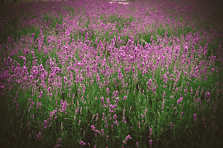 lavender flower field at daytime thumbnail