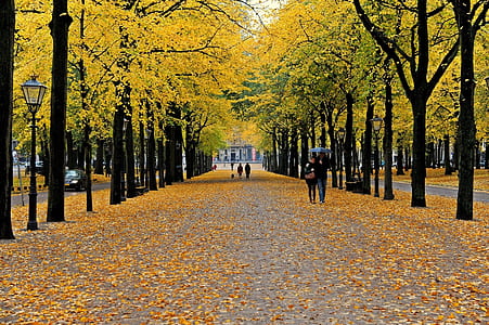 people walking on pathway in middle of trees thumbnail