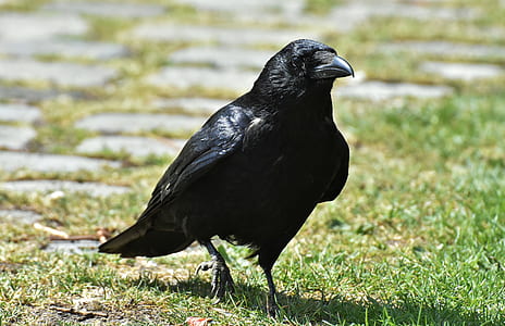 raven on grass field thumbnail