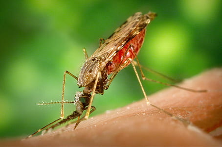selective macro photography of mosquito on brown surface thumbnail