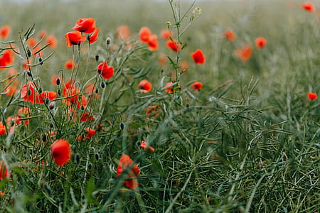 A field of Red Poppies thumbnail