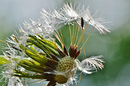 macro photography of white dandelion flower during daytime thumbnail