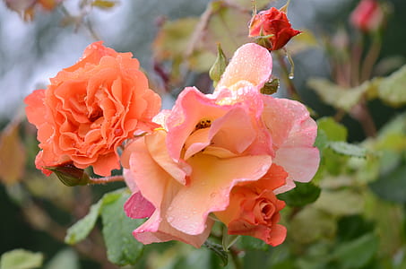 close-up photo of orange rose flowers thumbnail
