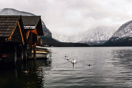 three white geese on body of water near dock at day time thumbnail