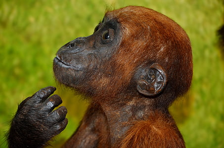brown monkey thumbnail