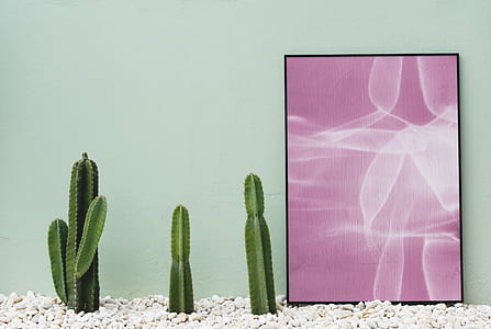three green cactus beside rectangular screen thumbnail