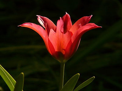 focus photo fo red flower thumbnail