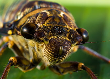 macro photography of yellow and black bee thumbnail