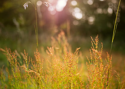 orange leafed plants thumbnail