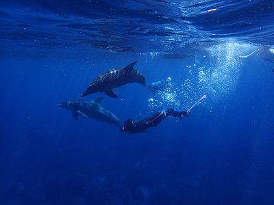 underwater photography of diver with dolphins thumbnail