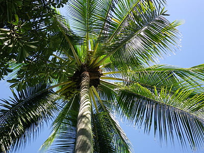 green coconut tree thumbnail