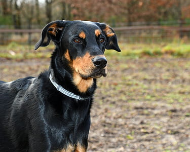 short-coated black dog thumbnail