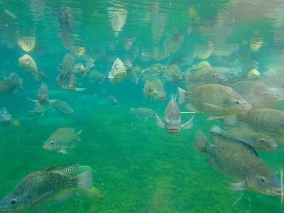 school of fish thumbnail