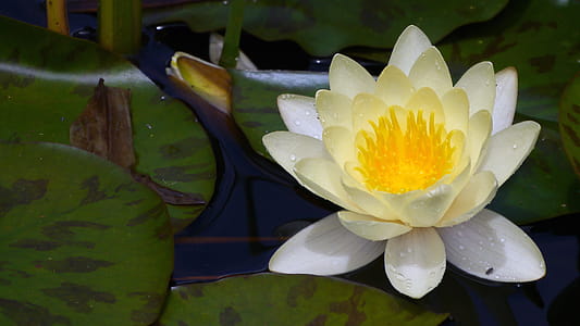 White water lily flower in a lily pad. thumbnail