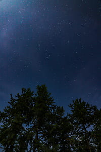 green leafed tree below sky with stars thumbnail