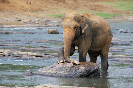 brown elephant on black rock thumbnail