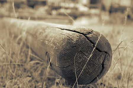 wood, landscape, nature, field thumbnail