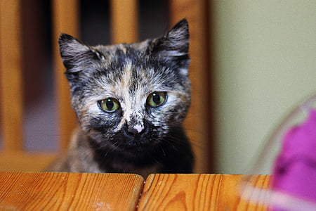 depth of field photography of tortoiseshell cat in front of table thumbnail