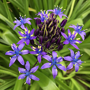 Shiraperubiana, Purple thumbnail