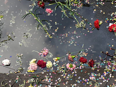 assorted-color flowers floating on river during daytime thumbnail