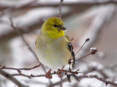 close-up photo of yellow, white, and black bird on tree branch thumbnail