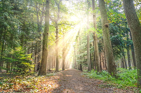 Landscape Photo of Pathway Between Green Leaf Trees thumbnail