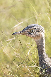 bird on grasses thumbnail