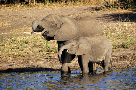 two gray elephants on body of water thumbnail