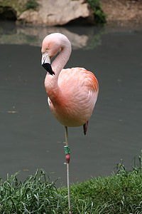 standing pink flamingo near lake thumbnail
