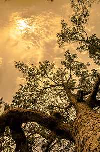 green trees thumbnail