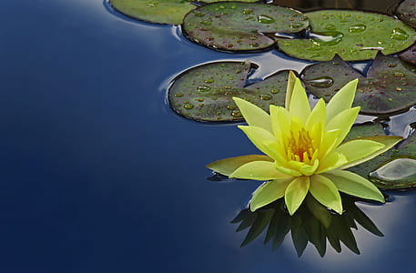 lotus flower in bloom thumbnail