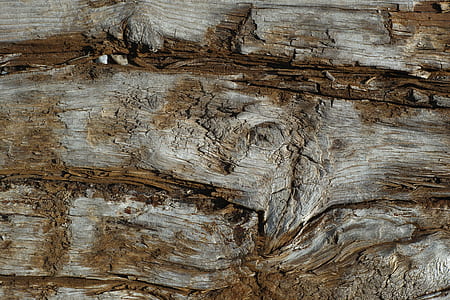 brown tree panel thumbnail