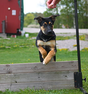 black and brown dog about to jump on brown board near red building thumbnail