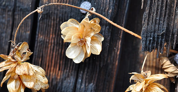 yellow flowers thumbnail