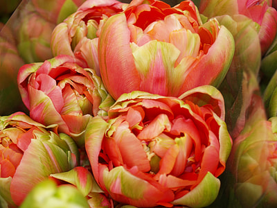 macro photo of pink Ranunculus flowers thumbnail