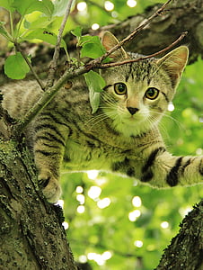 selective focus photo of brown and white cat on tree thumbnail