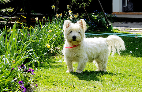 adult West Highland white terrier on grass field thumbnail