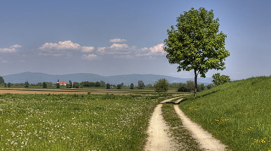 tree growing beside road at daytime thumbnail