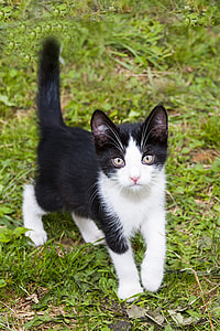 short fur white and black car thumbnail
