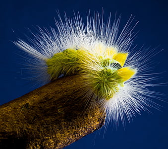 macro photography of green and white insect thumbnail
