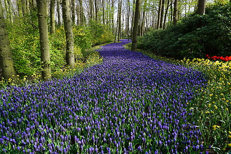 photography of violet flower field thumbnail