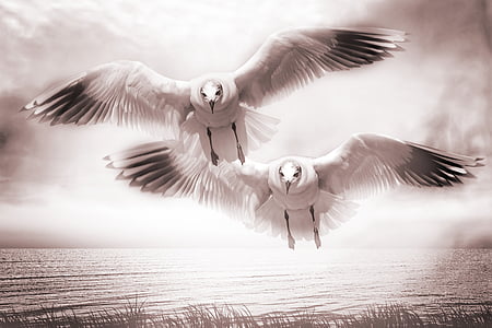 two flying white-and-black birds thumbnail