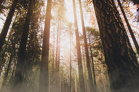 low angle photography of trees at daytime thumbnail