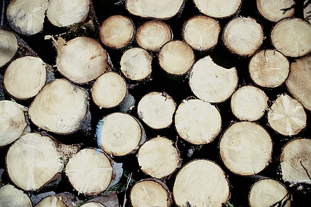 brown wooden tree trunk thumbnail