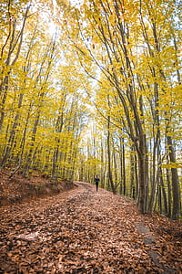 person walking surrounded by trees thumbnail